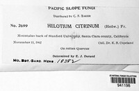 Calycina citrina image